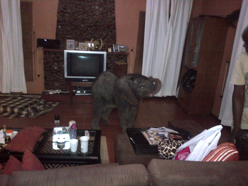 Illustration for article titled Baby Elephant Wanders Into South African Living Room, Has A Snack
